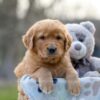 Image of Indie, a Golden Retriever puppy