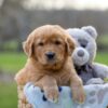 Image of Indie, a Golden Retriever puppy
