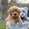 Image of Indie, a Golden Retriever puppy