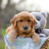 Image of Indigo, a Golden Retriever puppy