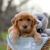 Image of Indigo, a Golden Retriever puppy