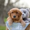 Image of Indigo, a Golden Retriever puppy