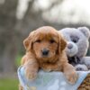 Image of Indigo, a Golden Retriever puppy