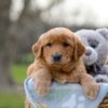 Image of Indigo, a Golden Retriever puppy