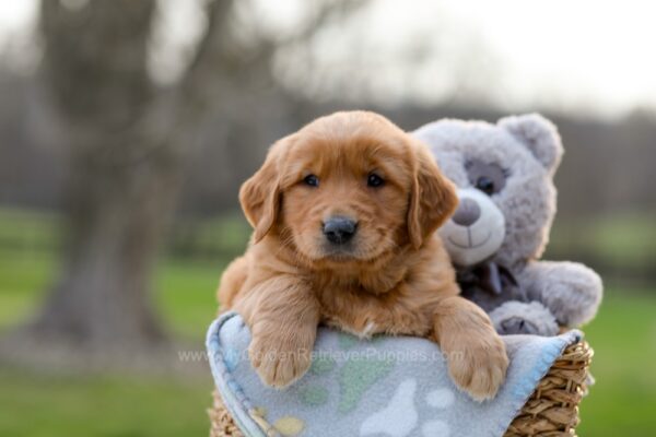 Image of Indigo, a Golden Retriever puppy