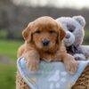 Image of Indigo, a Golden Retriever puppy