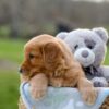 Image of Indigo, a Golden Retriever puppy