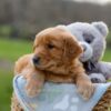 Image of Indigo, a Golden Retriever puppy