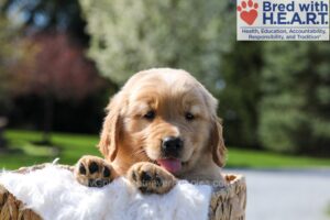 Image of Irving, a Golden Retriever puppy