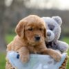 Image of Ivan, a Golden Retriever puppy