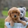 Image of Ivan, a Golden Retriever puppy