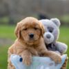 Image of Ivan, a Golden Retriever puppy