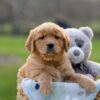 Image of Ivan, a Golden Retriever puppy