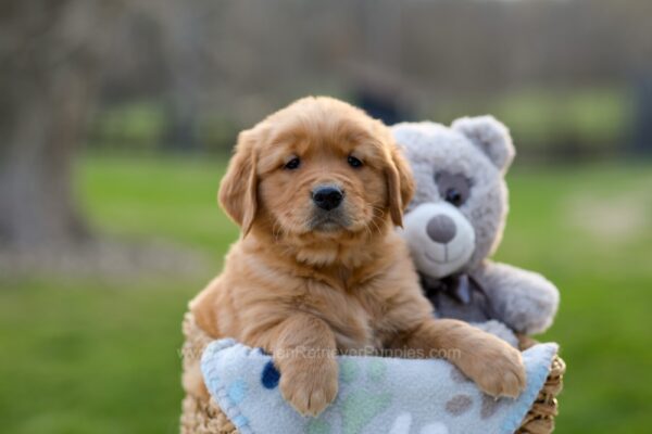 Image of Ivan, a Golden Retriever puppy
