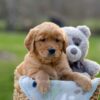 Image of Ivan, a Golden Retriever puppy