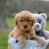 Image of Ivan, a Golden Retriever puppy