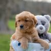 Image of Ivan, a Golden Retriever puppy