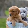 Image of Ivan, a Golden Retriever puppy