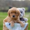 Image of Ivan, a Golden Retriever puppy