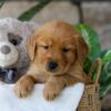 Image of Jelly Beans, a Golden Retriever puppy