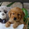 Image of Jelly Beans, a Golden Retriever puppy