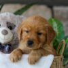 Image of Jelly Beans, a Golden Retriever puppy