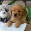 Image of Jelly Beans, a Golden Retriever puppy