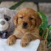 Image of Jelly Beans, a Golden Retriever puppy