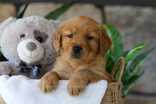 Image of Jelly Beans, a Golden Retriever puppy