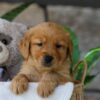 Image of Jelly Beans, a Golden Retriever puppy