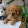 Image of Jelly Beans, a Golden Retriever puppy