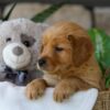 Image of Jelly Beans, a Golden Retriever puppy