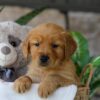 Image of Jelly Beans, a Golden Retriever puppy