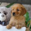 Image of Jelly Beans, a Golden Retriever puppy
