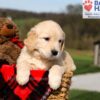 Image of Kalypso, a Golden Retriever puppy