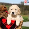 Image of Kalypso, a Golden Retriever puppy