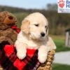 Image of Kalypso, a Golden Retriever puppy