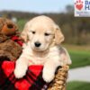 Image of Kalypso, a Golden Retriever puppy