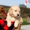 Image of Kalypso, a Golden Retriever puppy