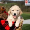Image of Kalypso, a Golden Retriever puppy
