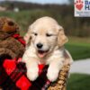 Image of Kalypso, a Golden Retriever puppy