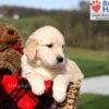 Image of Kalypso, a Golden Retriever puppy