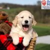 Image of Kalypso, a Golden Retriever puppy