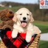 Image of Kalypso, a Golden Retriever puppy