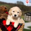 Image of Kalypso, a Golden Retriever puppy