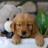 Image of Lamb, a Golden Retriever puppy