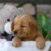 Image of Lamb, a Golden Retriever puppy