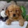 Image of Lamb, a Golden Retriever puppy