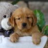 Image of Lamb, a Golden Retriever puppy