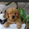 Image of Lamb, a Golden Retriever puppy